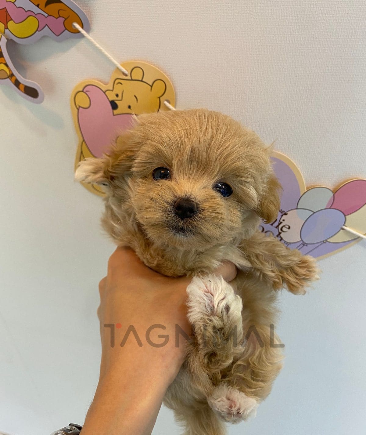 Maltipoo puppy for sale, dog for sale at Tagnimal