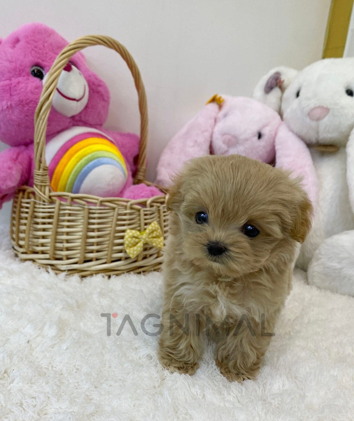 Maltipoo puppy for sale, dog for sale at Tagnimal