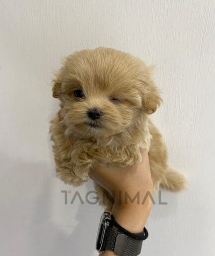 ขายลูกสุนัขมอลติพู ซื้อสุนัข ซื้อหมา ได้ที่ Tagnimal