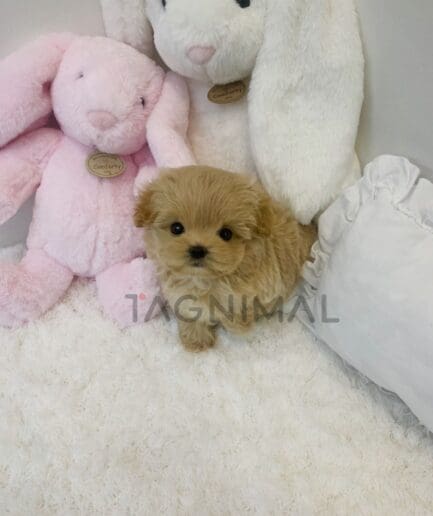 ขายลูกสุนัขมอลติพู ซื้อสุนัข ซื้อหมา ได้ที่ Tagnimal