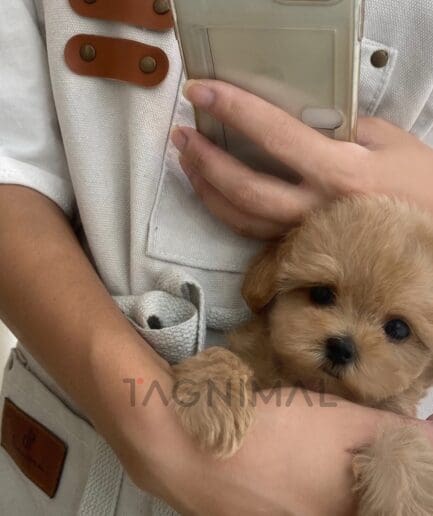 ขายลูกสุนัขมอลติพู ซื้อสุนัข ซื้อหมา ได้ที่ Tagnimal