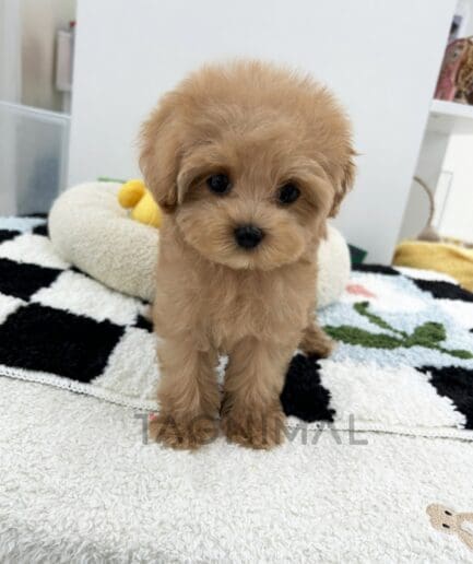 ขายลูกสุนัขมอลติพู ซื้อสุนัข ซื้อหมา ได้ที่ Tagnimal