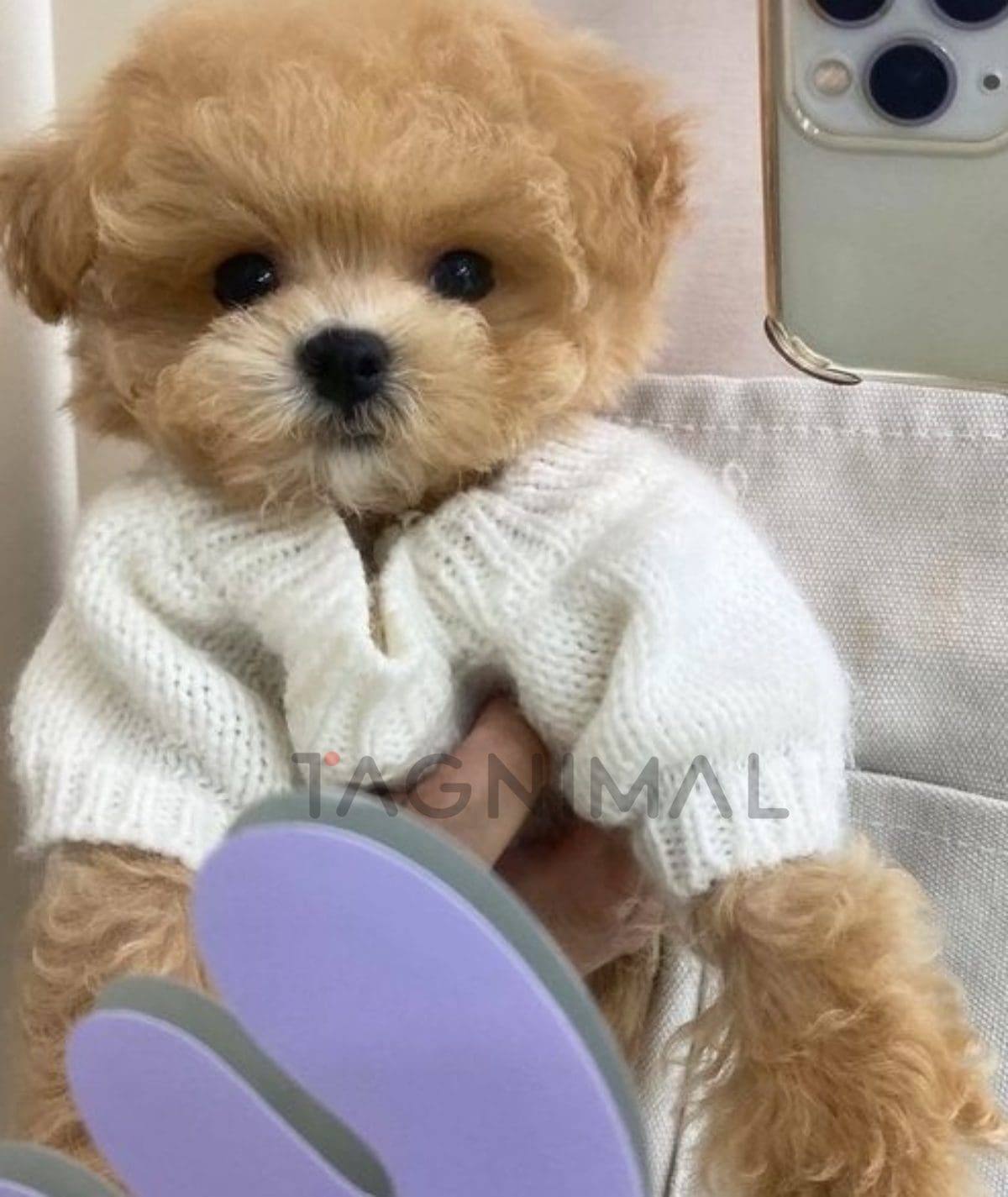 Maltipoo puppy for sale, dog for sale at Tagnimal