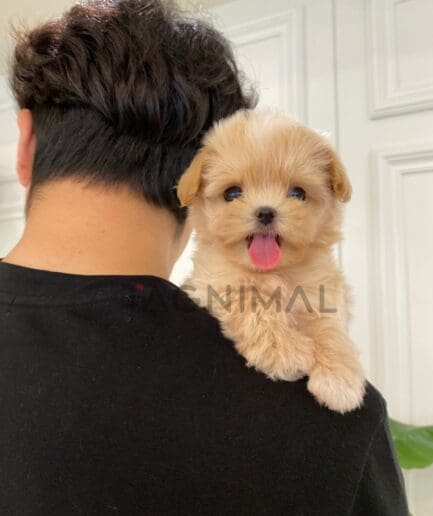 ขายลูกสุนัขมอลติพู ซื้อสุนัข ซื้อหมา ได้ที่ Tagnimal