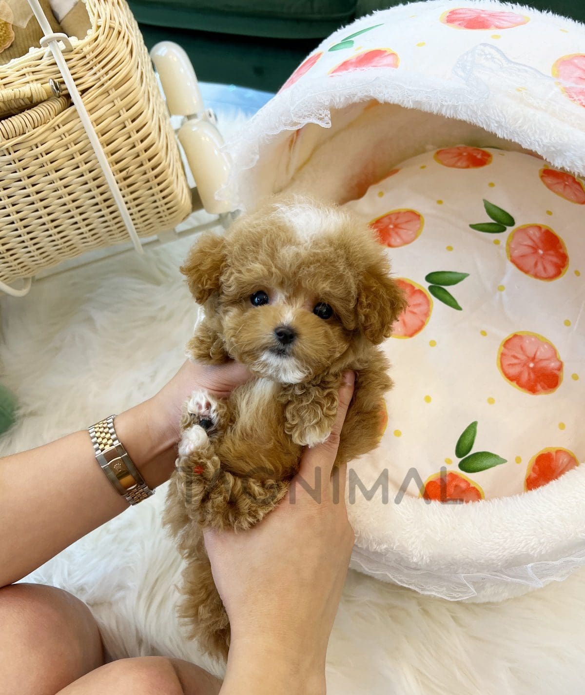 Maltipoo puppy for sale, dog for sale at Tagnimal
