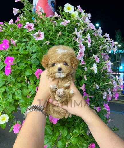 ขายลูกสุนัขมอลติพู ซื้อสุนัข ซื้อหมา ได้ที่ Tagnimal