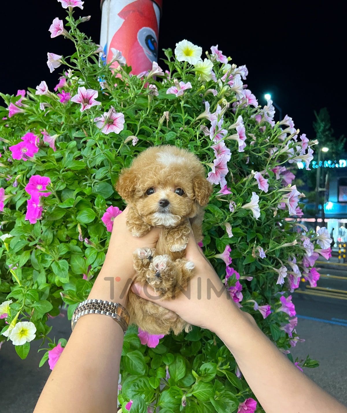 Maltipoo puppy for sale, dog for sale at Tagnimal