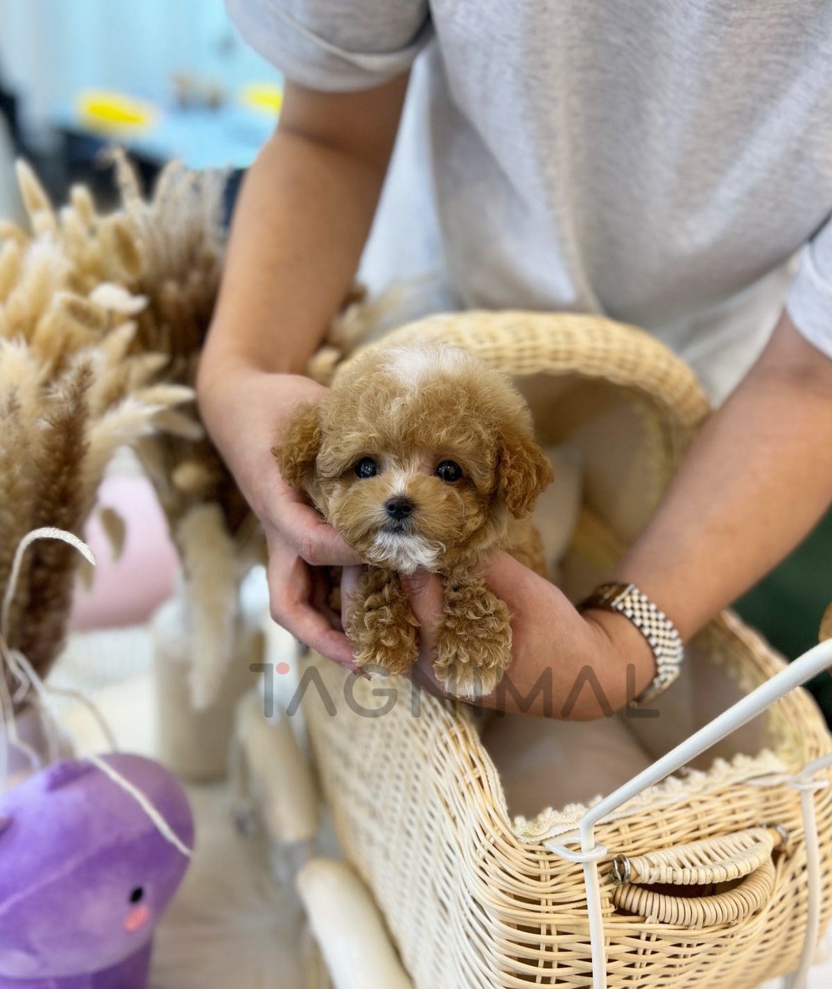 Maltipoo puppy for sale, dog for sale at Tagnimal