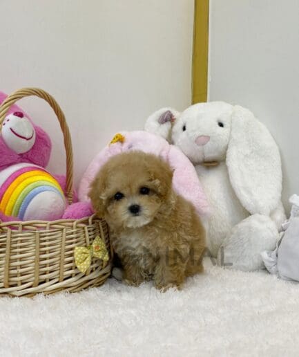 ขายลูกสุนัขมอลติพู ซื้อสุนัข ซื้อหมา ได้ที่ Tagnimal