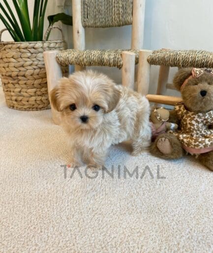 ขายลูกสุนัขมอลติพู ซื้อสุนัข ซื้อหมา ได้ที่ Tagnimal