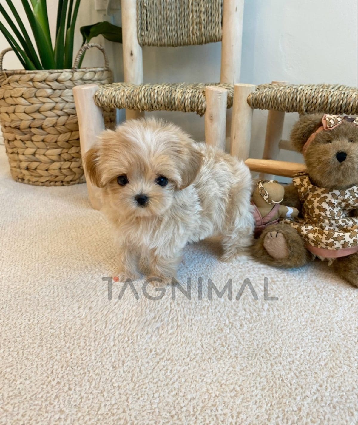Maltipoo puppy for sale, dog for sale at Tagnimal