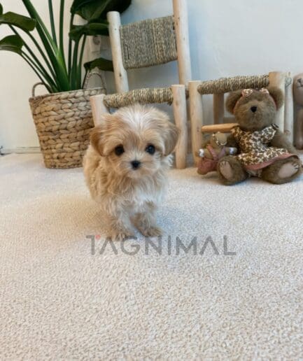 ขายลูกสุนัขมอลติพู ซื้อสุนัข ซื้อหมา ได้ที่ Tagnimal