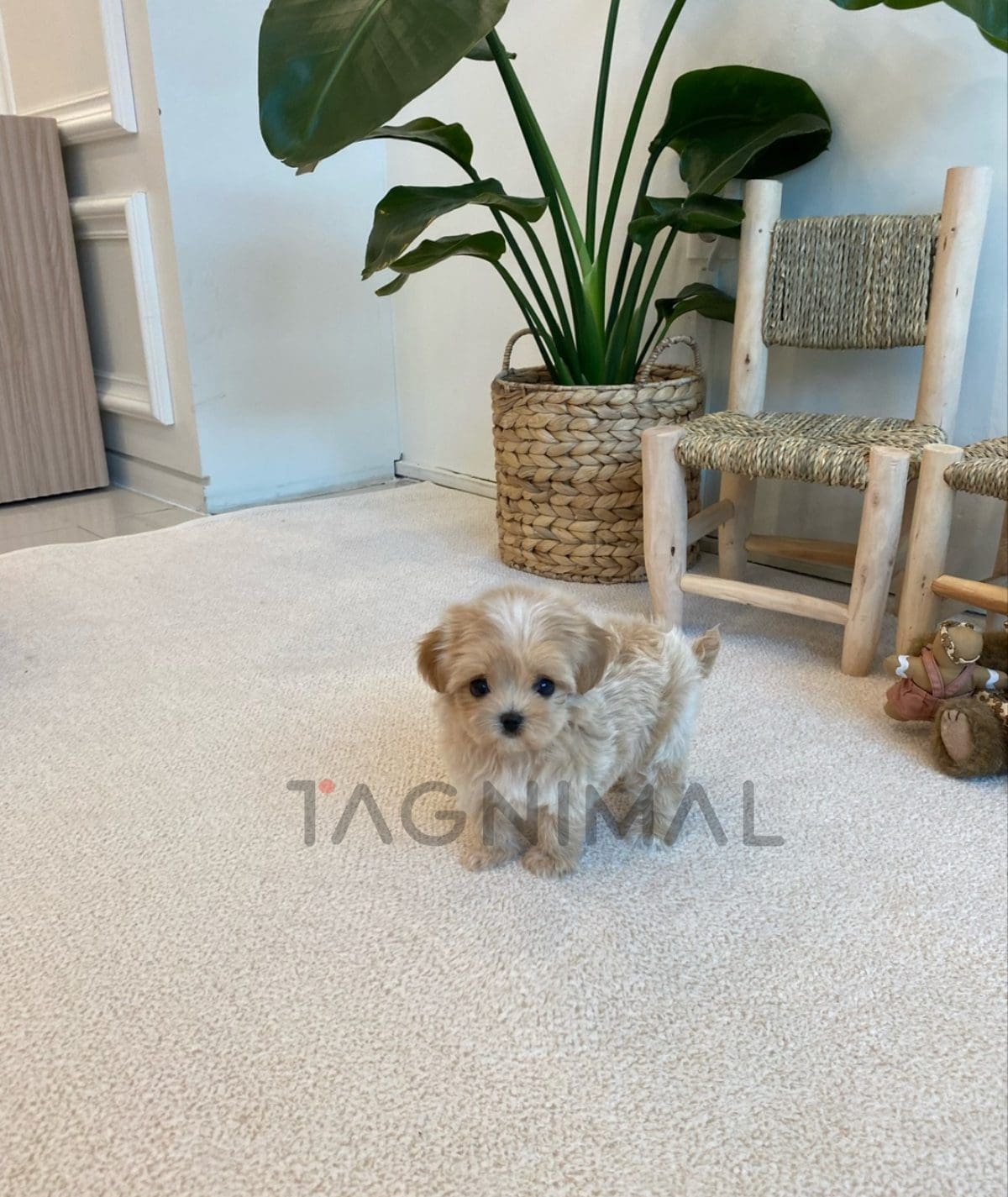 Maltipoo puppy for sale, dog for sale at Tagnimal
