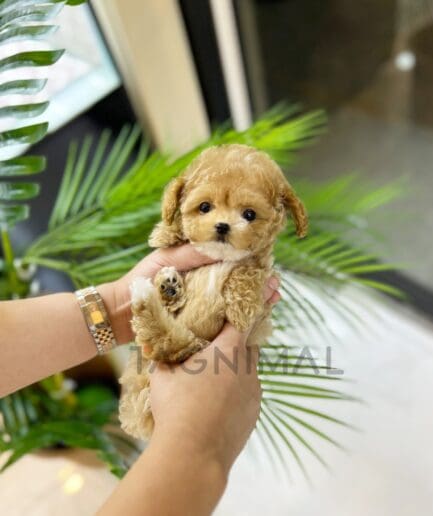 ขายลูกสุนัขมอลติพู ซื้อสุนัข ซื้อหมา ได้ที่ Tagnimal