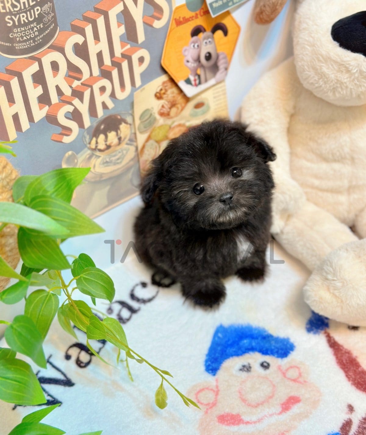 Maltipoo puppy for sale, dog for sale at Tagnimal