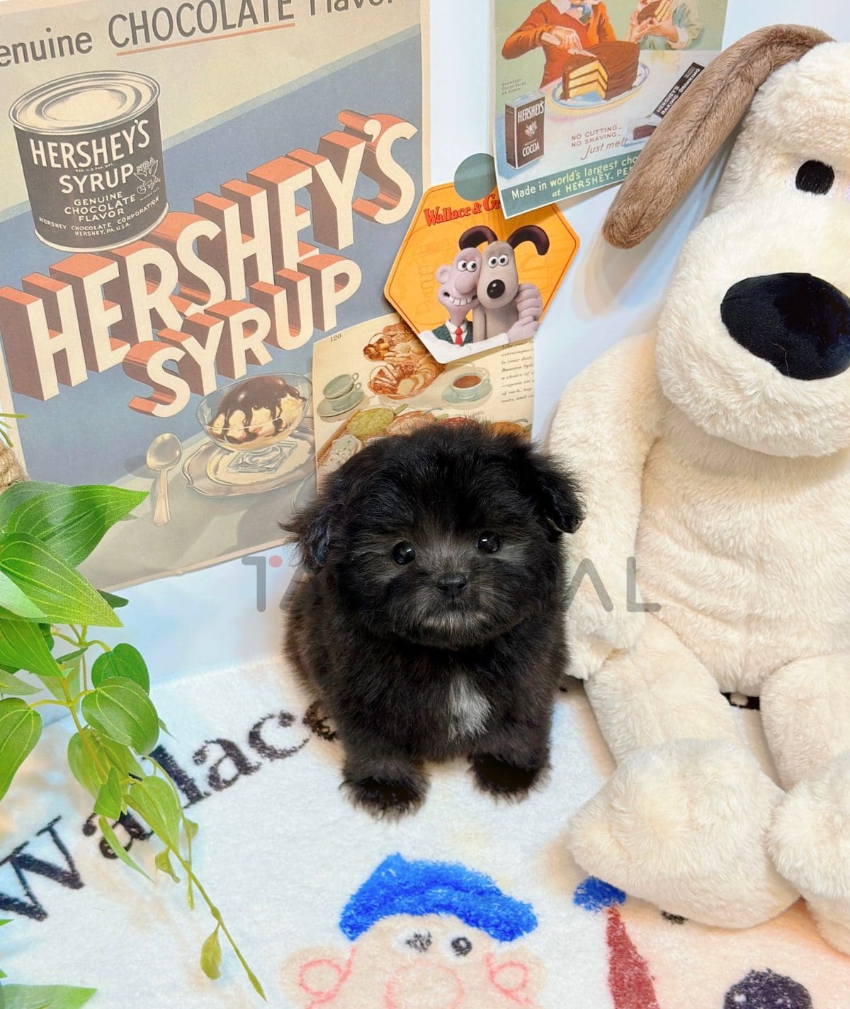 Maltipoo puppy for sale, dog for sale at Tagnimal