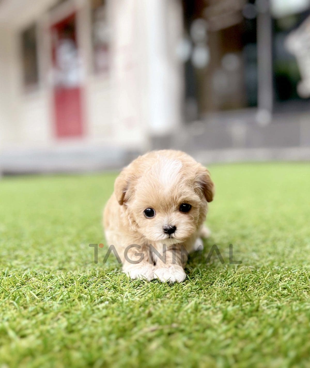 Maltipoo puppy for sale, dog for sale at Tagnimal