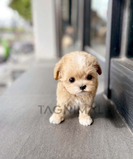 ขายลูกสุนัขมอลติพู ซื้อสุนัข ซื้อหมา ได้ที่ Tagnimal