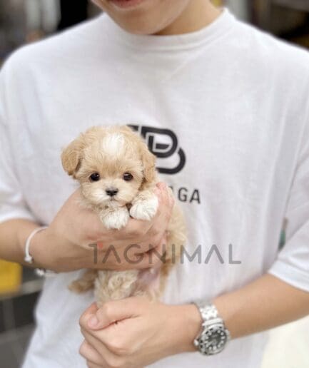 ขายลูกสุนัขมอลติพู ซื้อสุนัข ซื้อหมา ได้ที่ Tagnimal