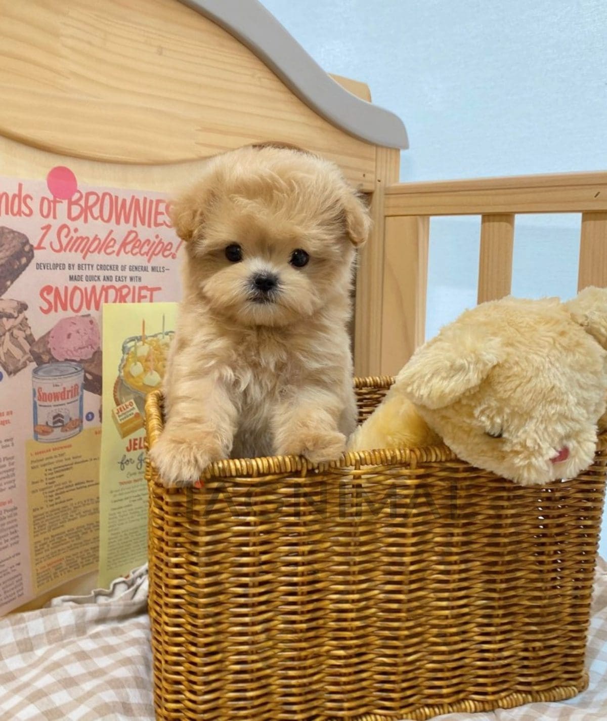 ขายลูกสุนัขมอลติพู ซื้อสุนัข ซื้อหมา ได้ที่ Tagnimal