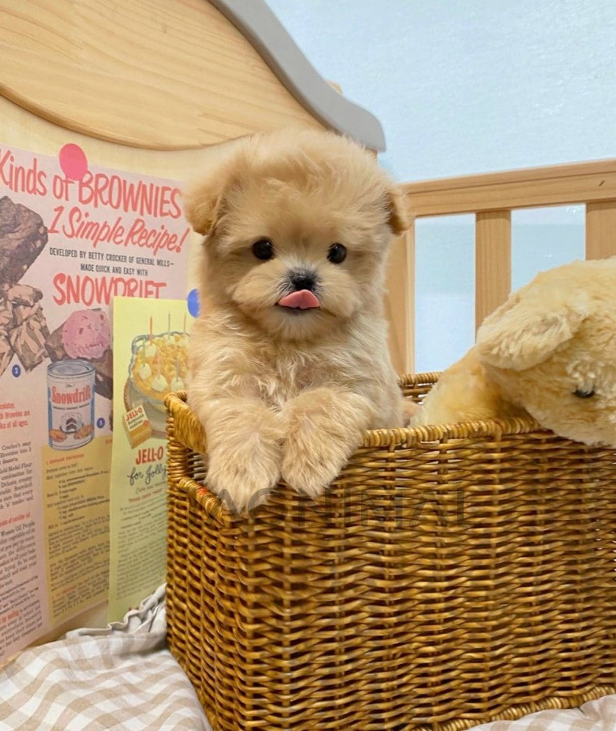 ขายลูกสุนัขมอลติพู ซื้อสุนัข ซื้อหมา ได้ที่ Tagnimal