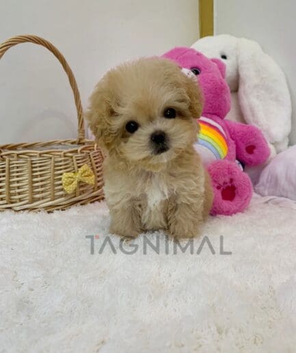 ขายลูกสุนัขมอลติพู ซื้อสุนัข ซื้อหมา ได้ที่ Tagnimal