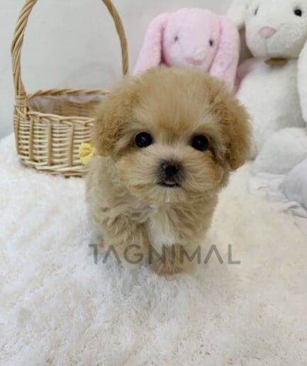 ขายลูกสุนัขมอลติพู ซื้อสุนัข ซื้อหมา ได้ที่ Tagnimal
