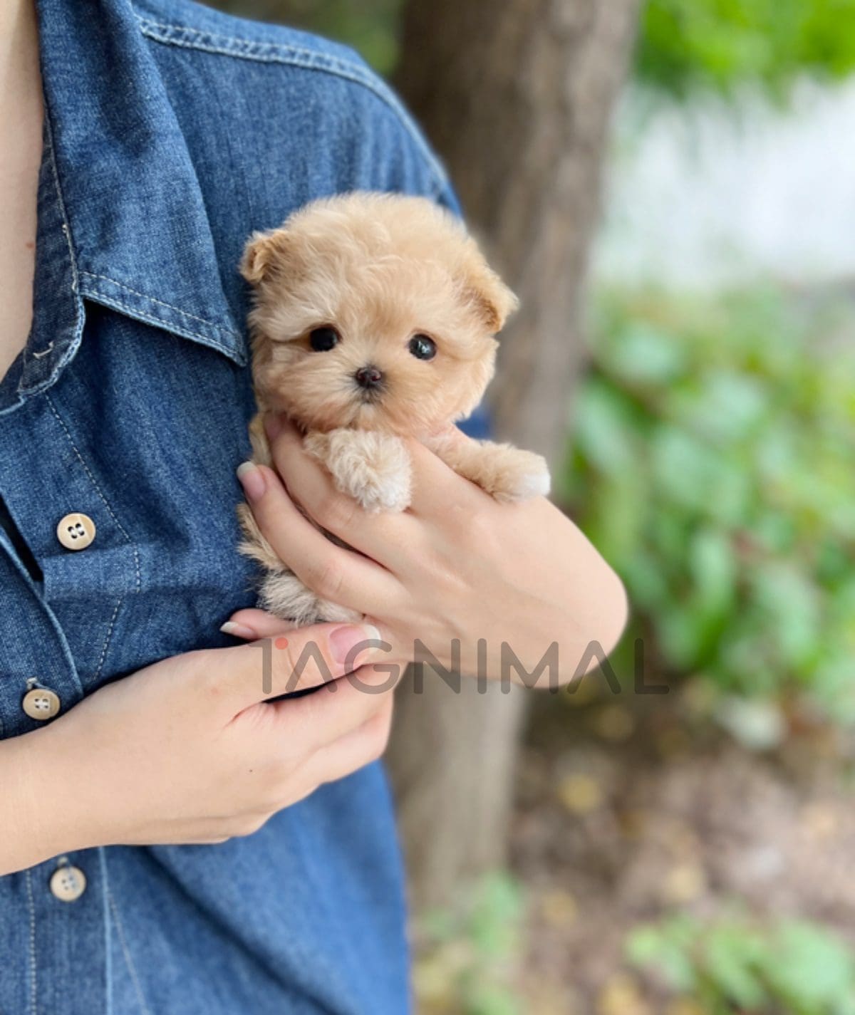 Maltipoo puppy for sale, dog for sale at Tagnimal