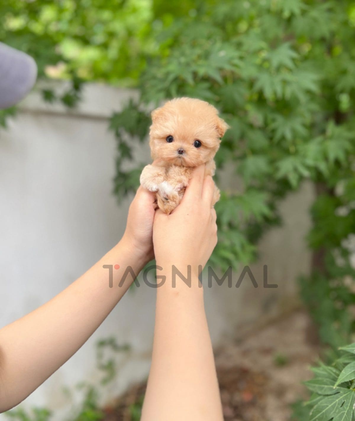 Maltipoo puppy for sale, dog for sale at Tagnimal