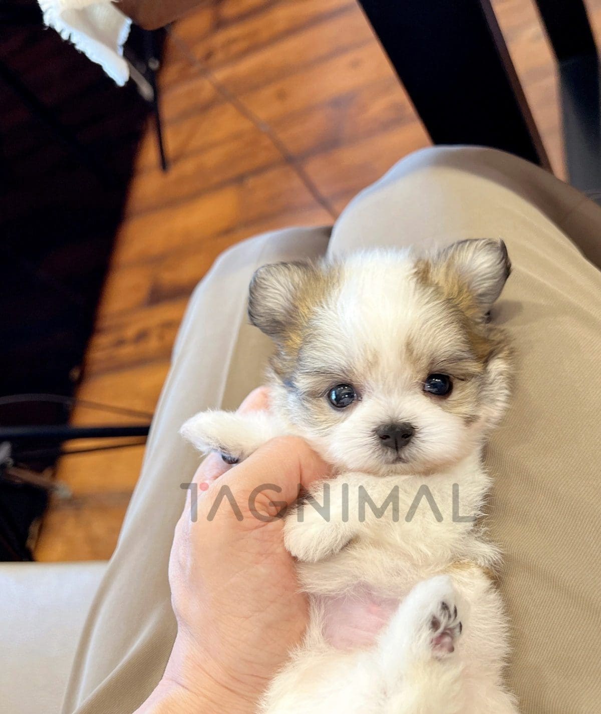 ขายลูกสุนัขมอลติพู ซื้อสุนัข ซื้อหมา ได้ที่ Tagnimal