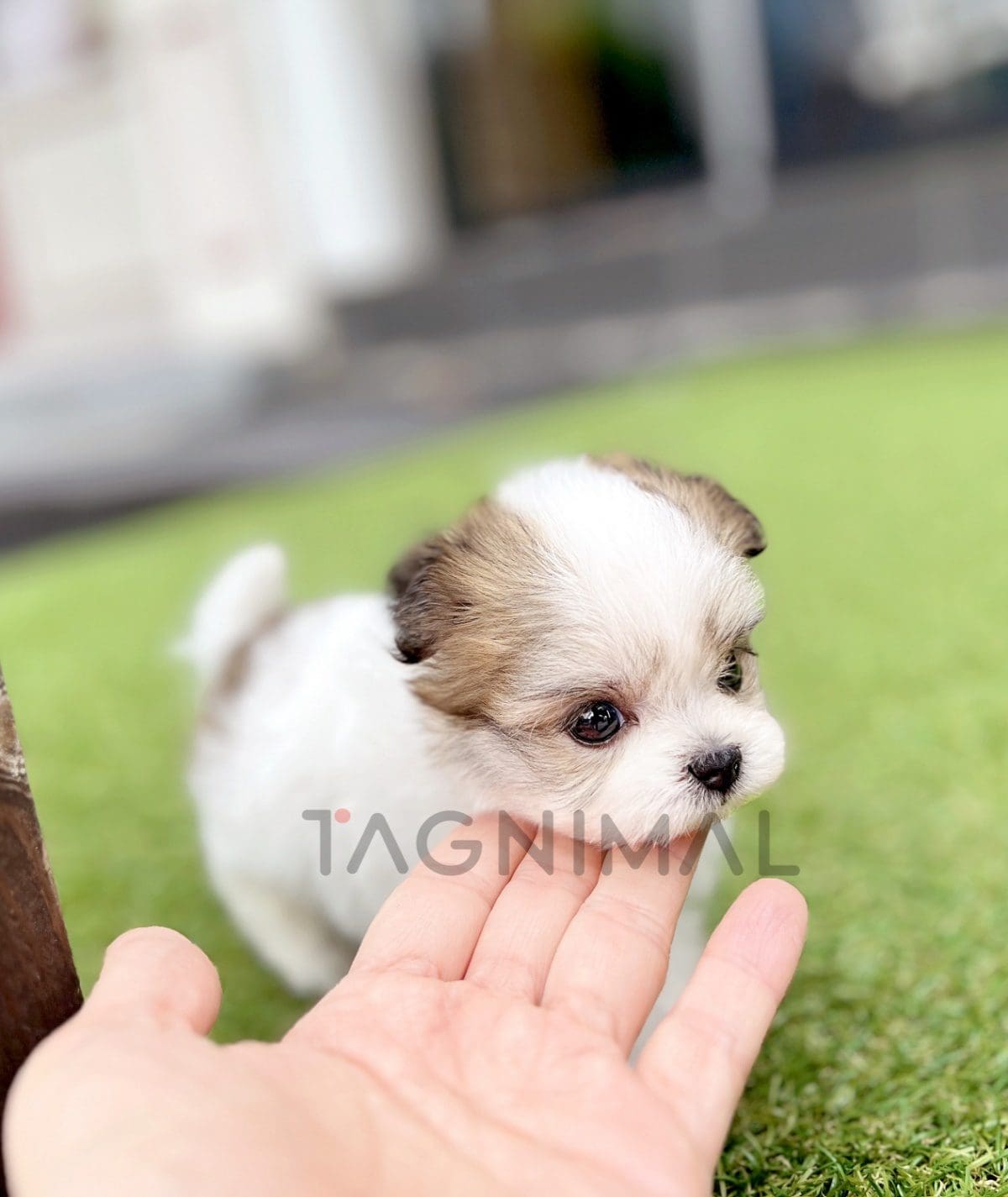 ขายลูกสุนัขมอลติพู ซื้อสุนัข ซื้อหมา ได้ที่ Tagnimal