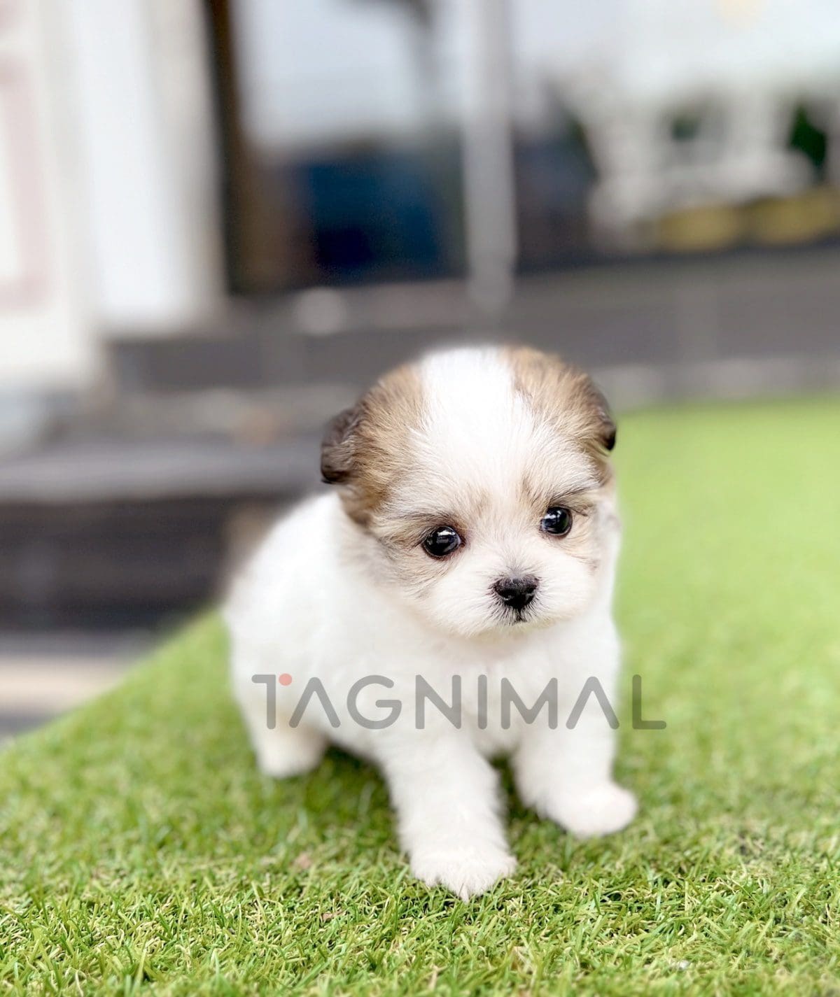 ขายลูกสุนัขมอลติพู ซื้อสุนัข ซื้อหมา ได้ที่ Tagnimal