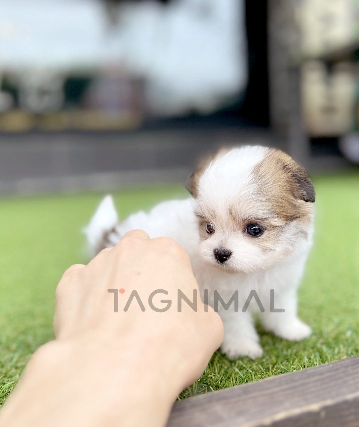 ขายลูกสุนัขมอลติพู ซื้อสุนัข ซื้อหมา ได้ที่ Tagnimal