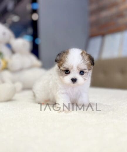 ขายลูกสุนัขมอลติพู ซื้อสุนัข ซื้อหมา ได้ที่ Tagnimal