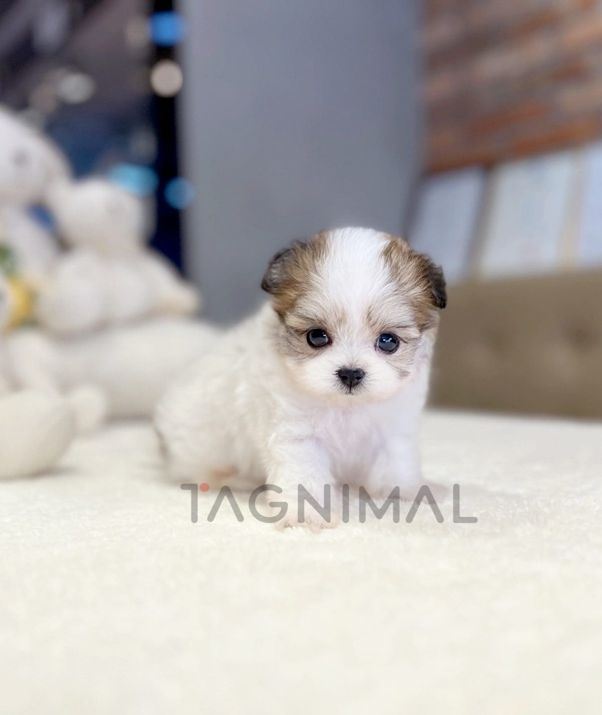 ขายลูกสุนัขมอลติพู ซื้อสุนัข ซื้อหมา ได้ที่ Tagnimal