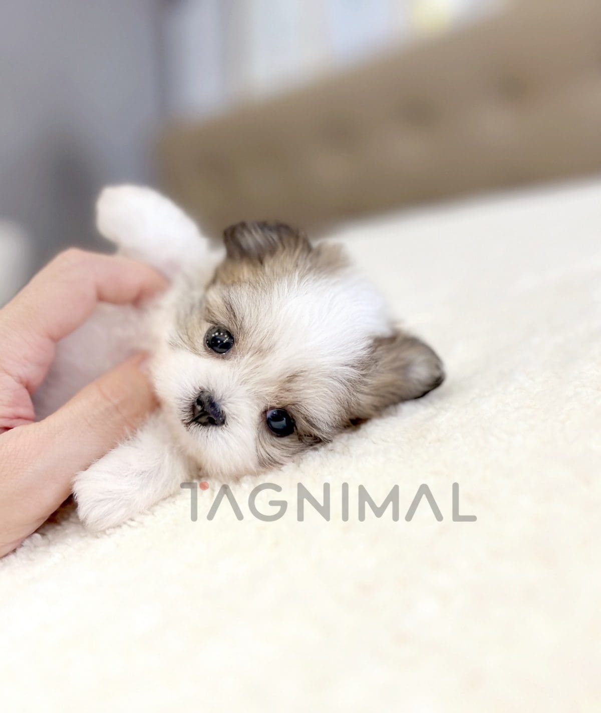 ขายลูกสุนัขมอลติพู ซื้อสุนัข ซื้อหมา ได้ที่ Tagnimal