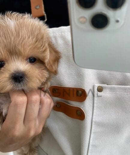 ขายลูกสุนัขมอลติพู ซื้อสุนัข ซื้อหมา ได้ที่ Tagnimal