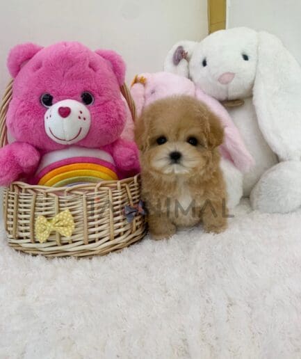 ขายลูกสุนัขมอลติพู ซื้อสุนัข ซื้อหมา ได้ที่ Tagnimal