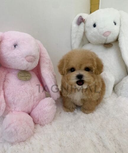 ขายลูกสุนัขมอลติพู ซื้อสุนัข ซื้อหมา ได้ที่ Tagnimal