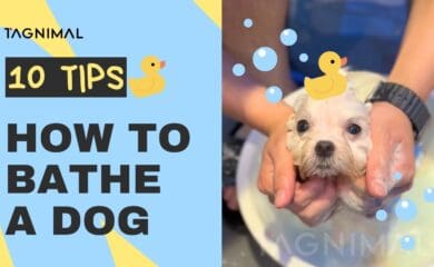 Tagnimal How To Bathe a Dog, dog grooming, bathe service