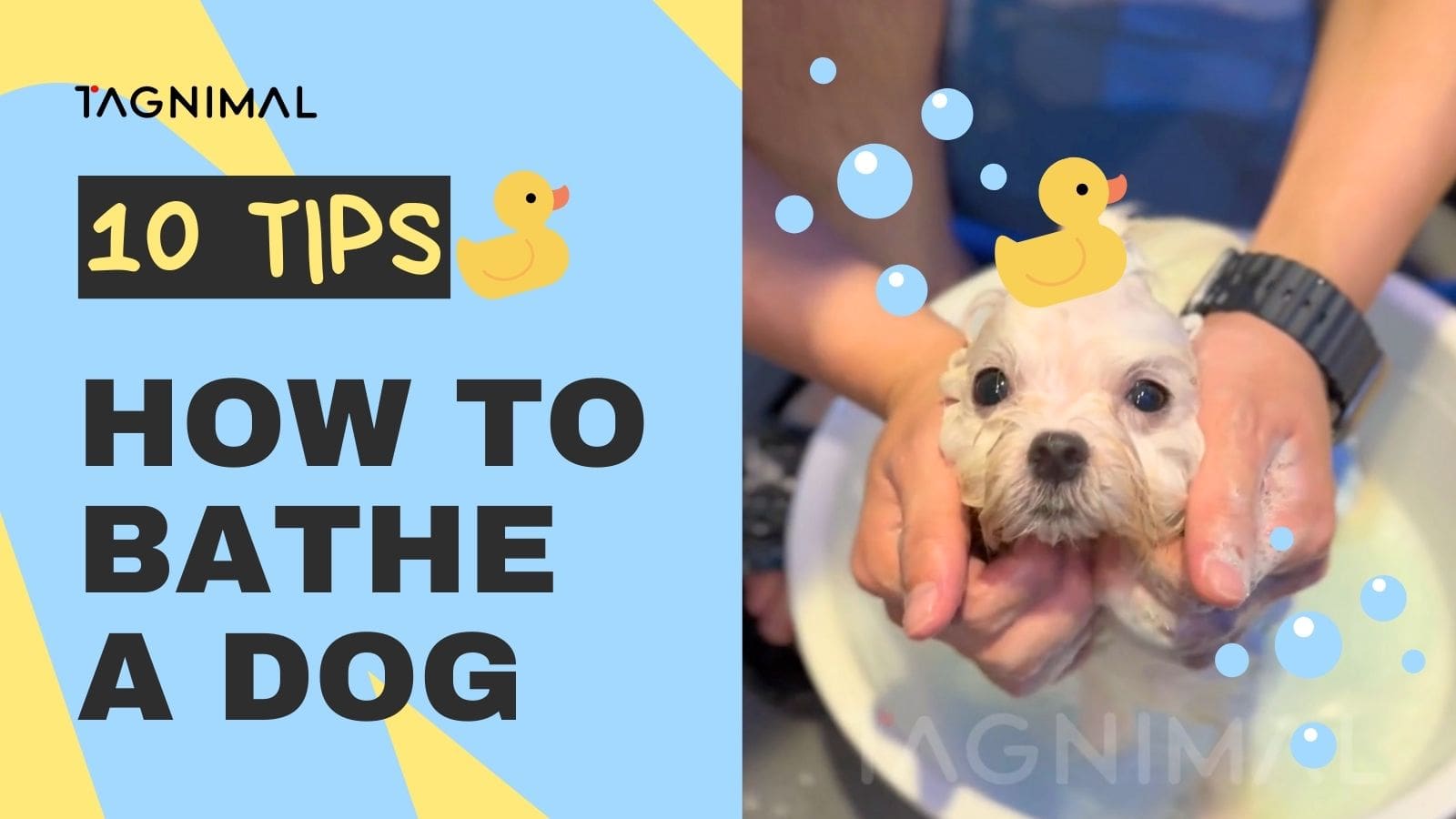 Tagnimal How To Bathe a Dog, dog grooming, bathe service