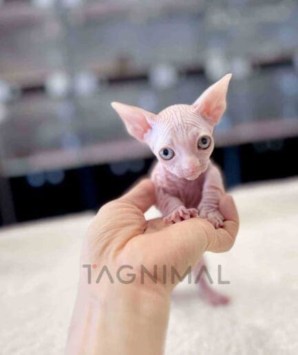 Bambino kitten for sale, cat for sale at Tagnimal