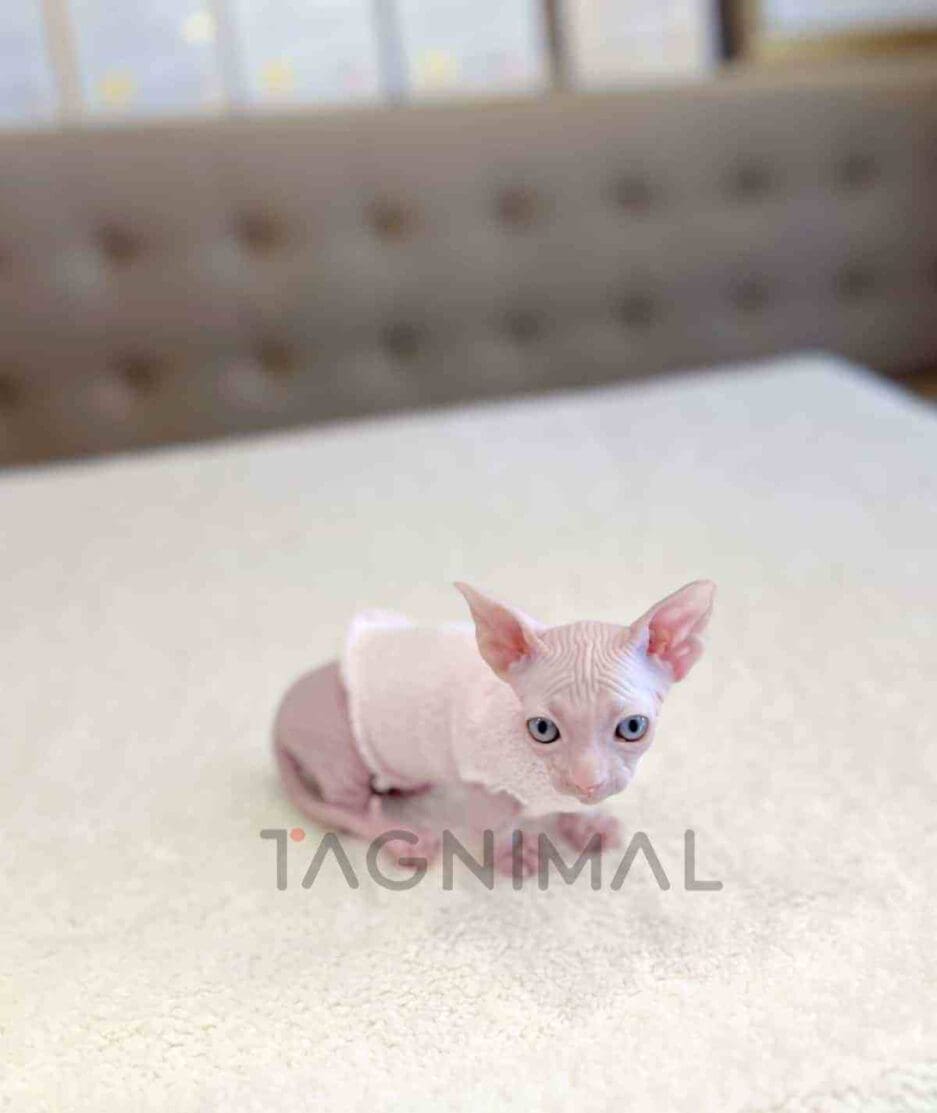 Bambino kitten for sale, cat for sale at Tagnimal