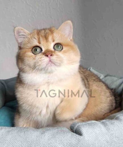 ขายลูกแมวบริติช ช็อตแฮร์ ซื้อแมว ได้ที่ Tagnimal