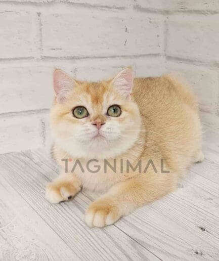 British Shorthair kitten for sale, cat for sale at Tagnimal