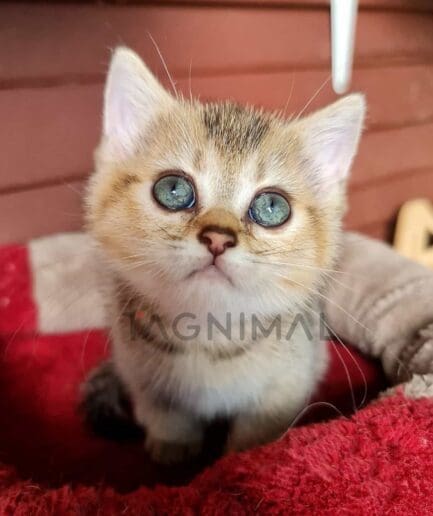 British Shorthair kitten for sale, cat for sale at Tagnimal