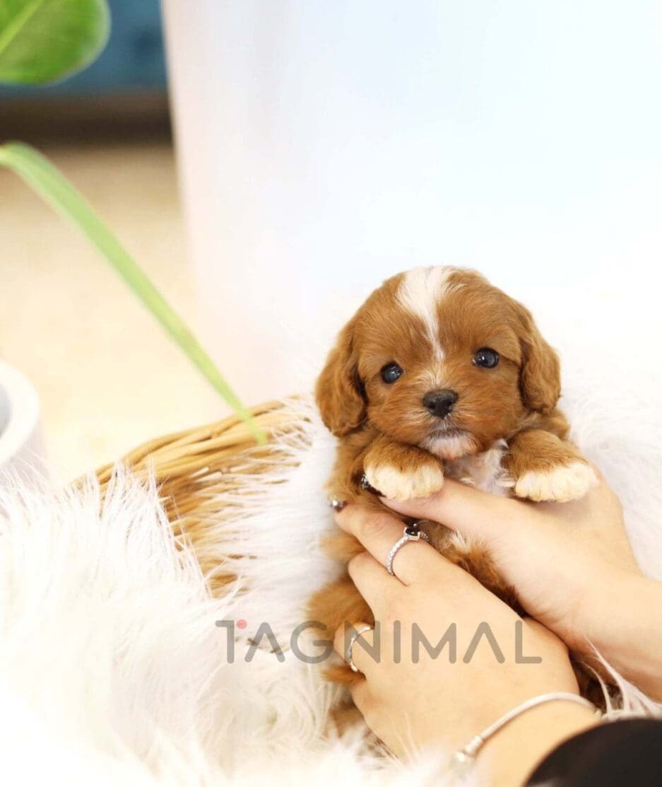 Cocker Spaniel puppy for sale, dog for sale at Tagnimal