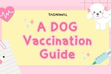 Tagnimal dog vaccination guide blog cover