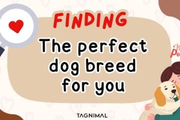 Tagnimal finding the perfect dog breed for you blog cover