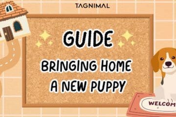 Tagnimal guide to bringing new puppy home blog cover